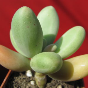 Pachyphytum    *Capitan  Jessop*