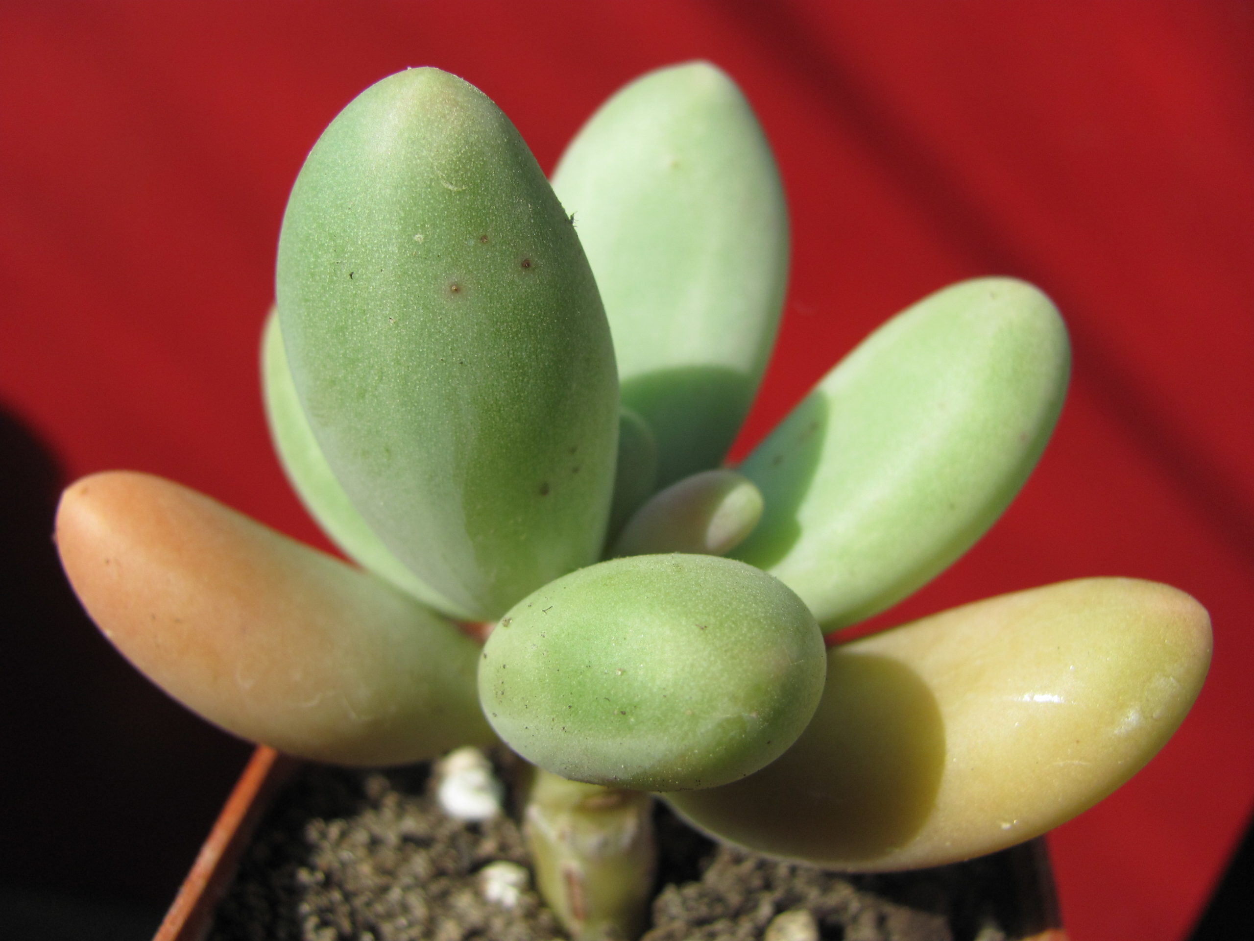 Pachyphytum    *Capitan  Jessop*