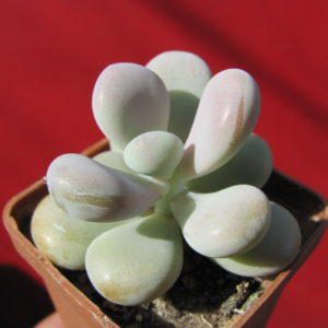 Pachyphytum    Pink
