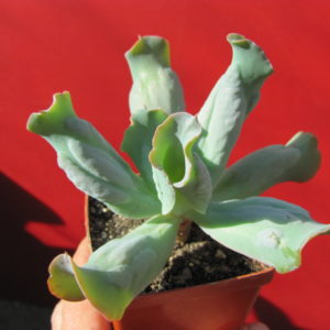 Echeveria    Culibra