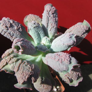 Echeveria    Linguas
