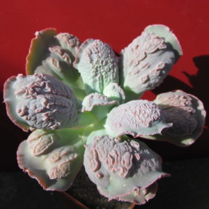 Echeveria    Linguas