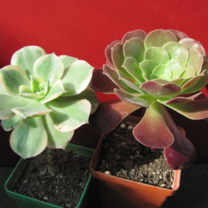 Aeonium     2  разом