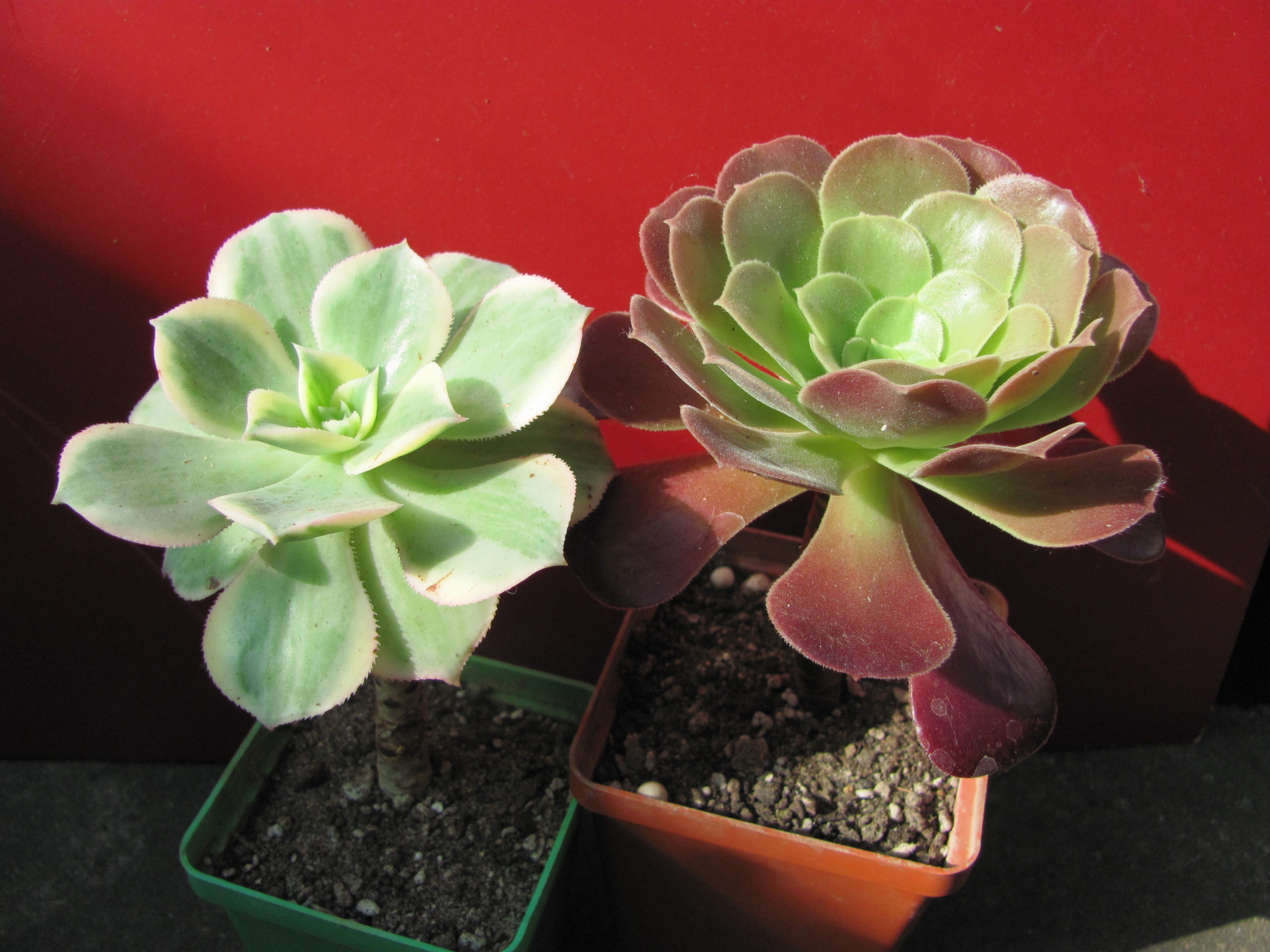 Aeonium     2  разом