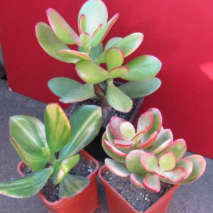 Crassula      3 разом
