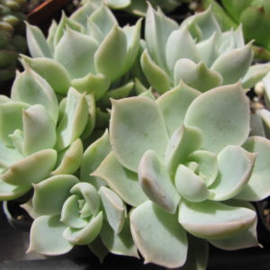 Echeveria   Laguna   Sanchez    hybr.