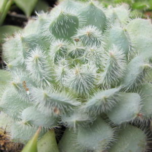 Echeveria      deminuta