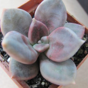 Echeveria    xichuensis