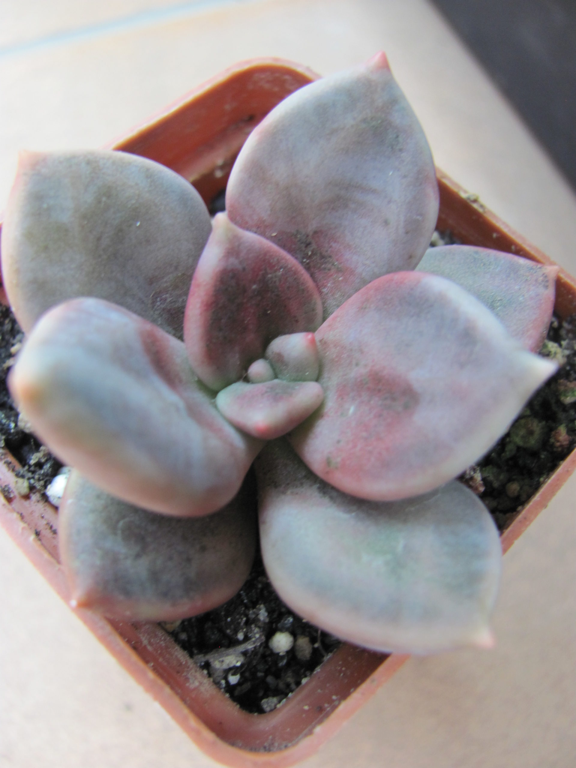 Echeveria    xichuensis