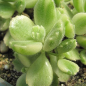 Cotyledon    tomentosa     variegata