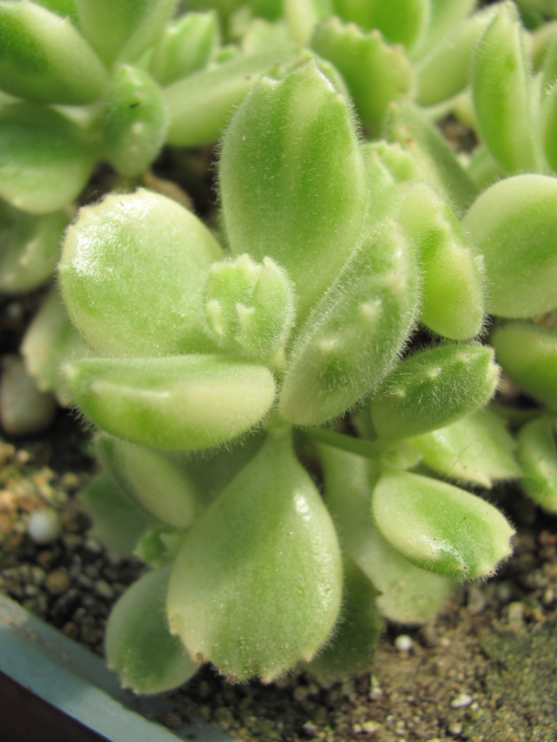 Cotyledon    tomentosa     variegata