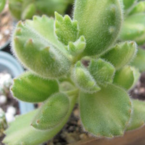 Cotyledon    ladismithiensis     variegata