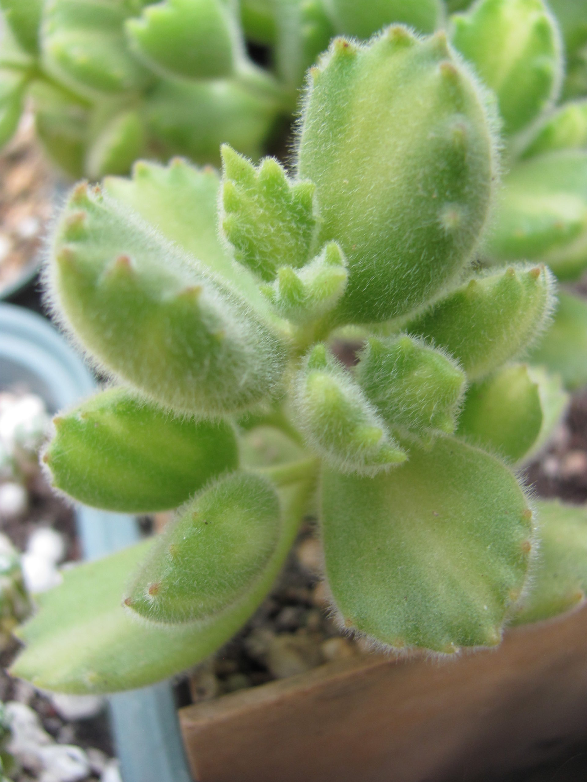Cotyledon    ladismithiensis     variegata