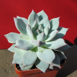 Echeveria   Blue   Bird
