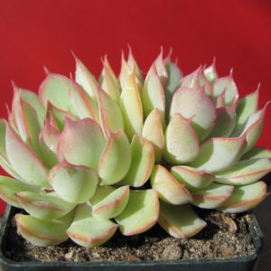 Echeveria    Orion