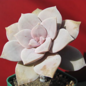 Graptopetalum   superbum