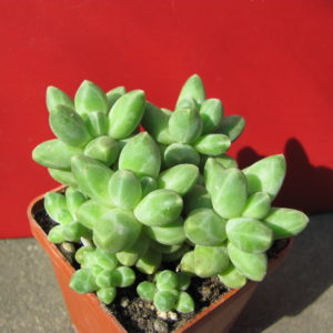 Pachyphytum   compactum    *Big   Green*