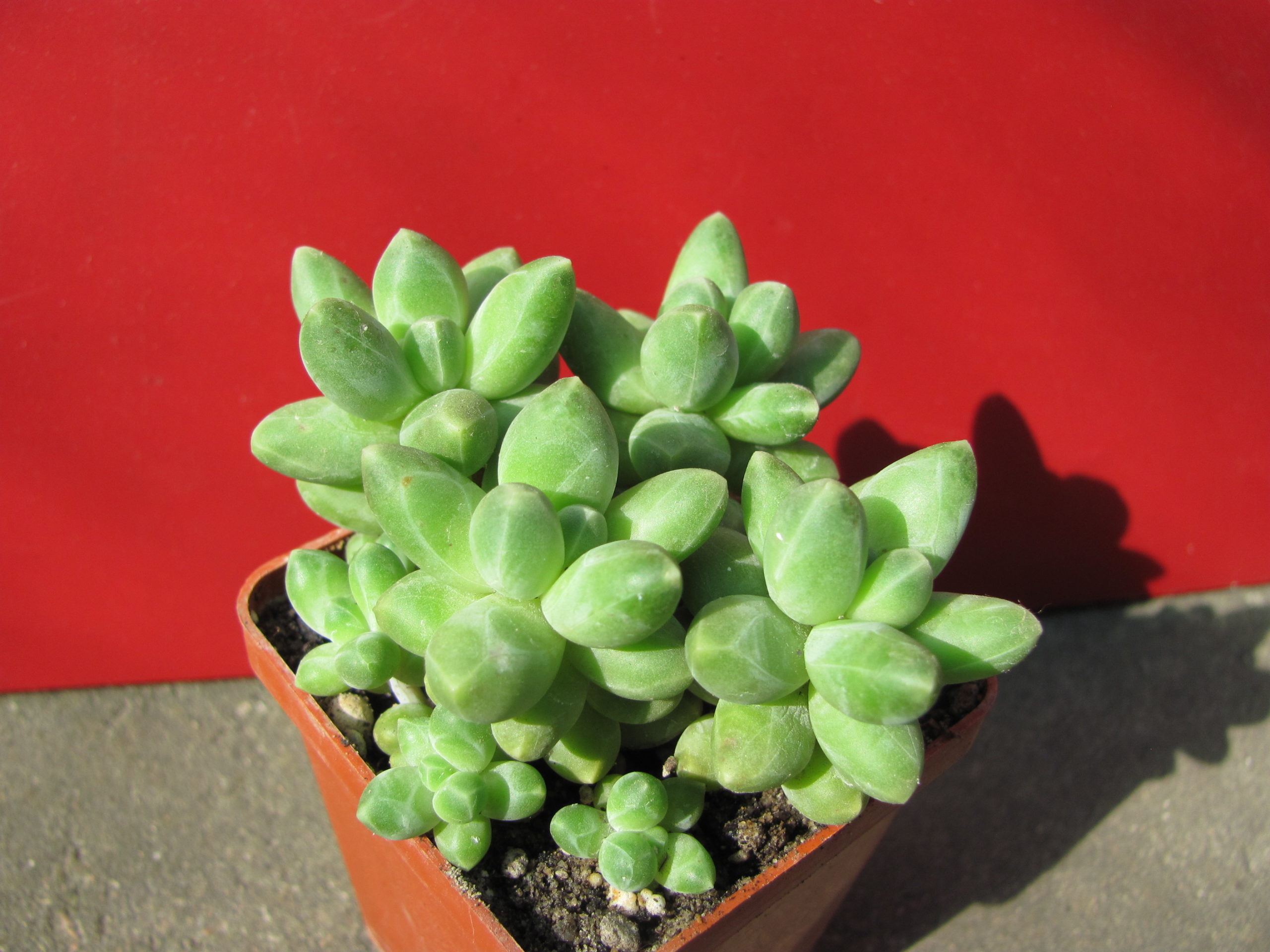 Pachyphytum   compactum    *Big   Green*