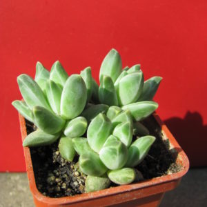 Pachyphytum    compactum   *Purple  Diamond*  hybr.