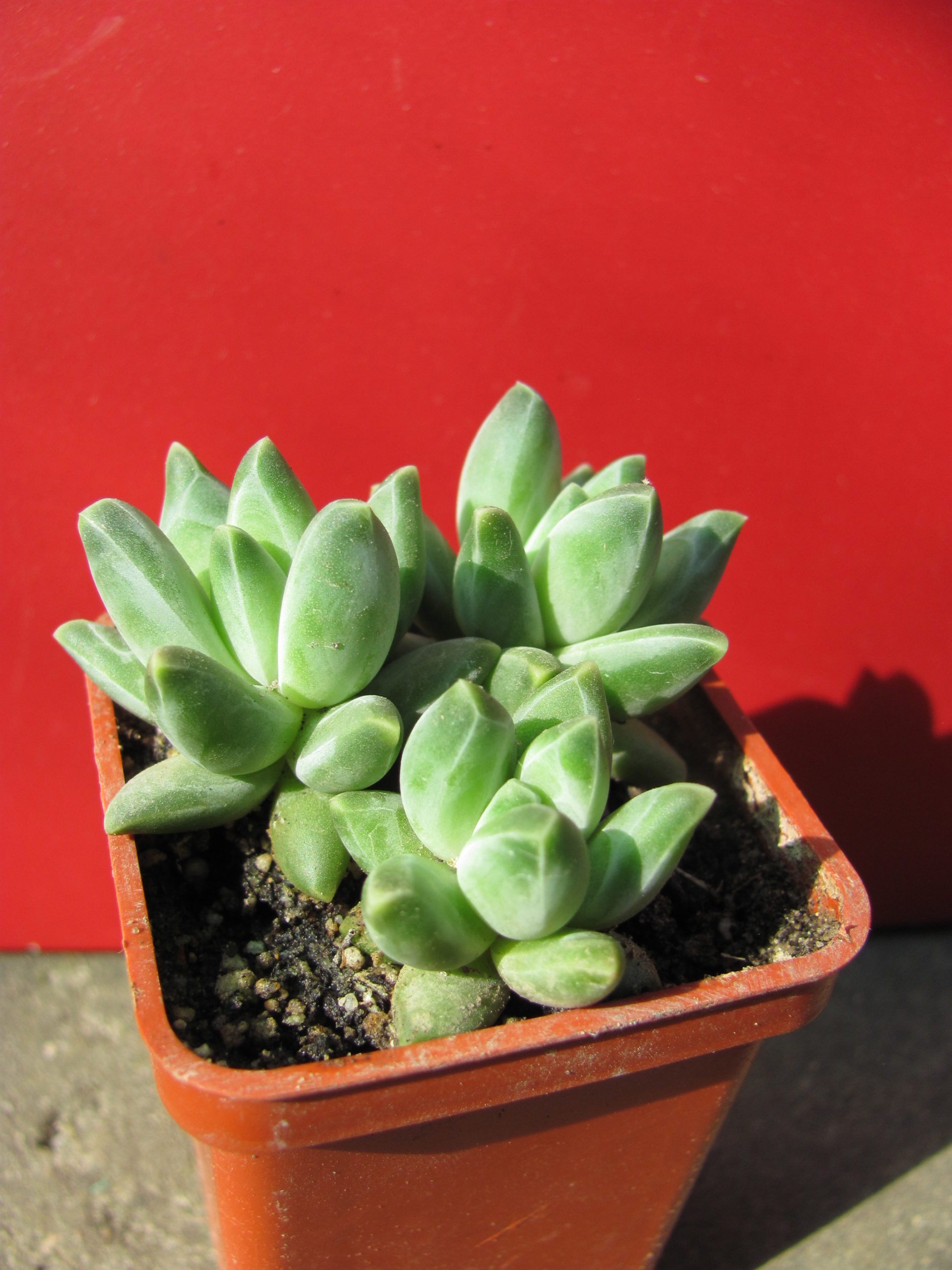 Pachyphytum    compactum   *Purple  Diamond*  hybr.