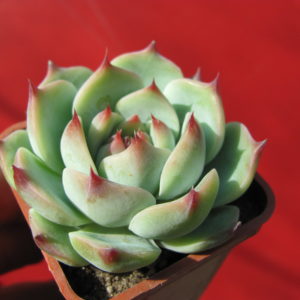 Echeveria    chihuahuensis   Ruby   Blush