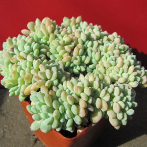 Echeveria     glauca   cristata