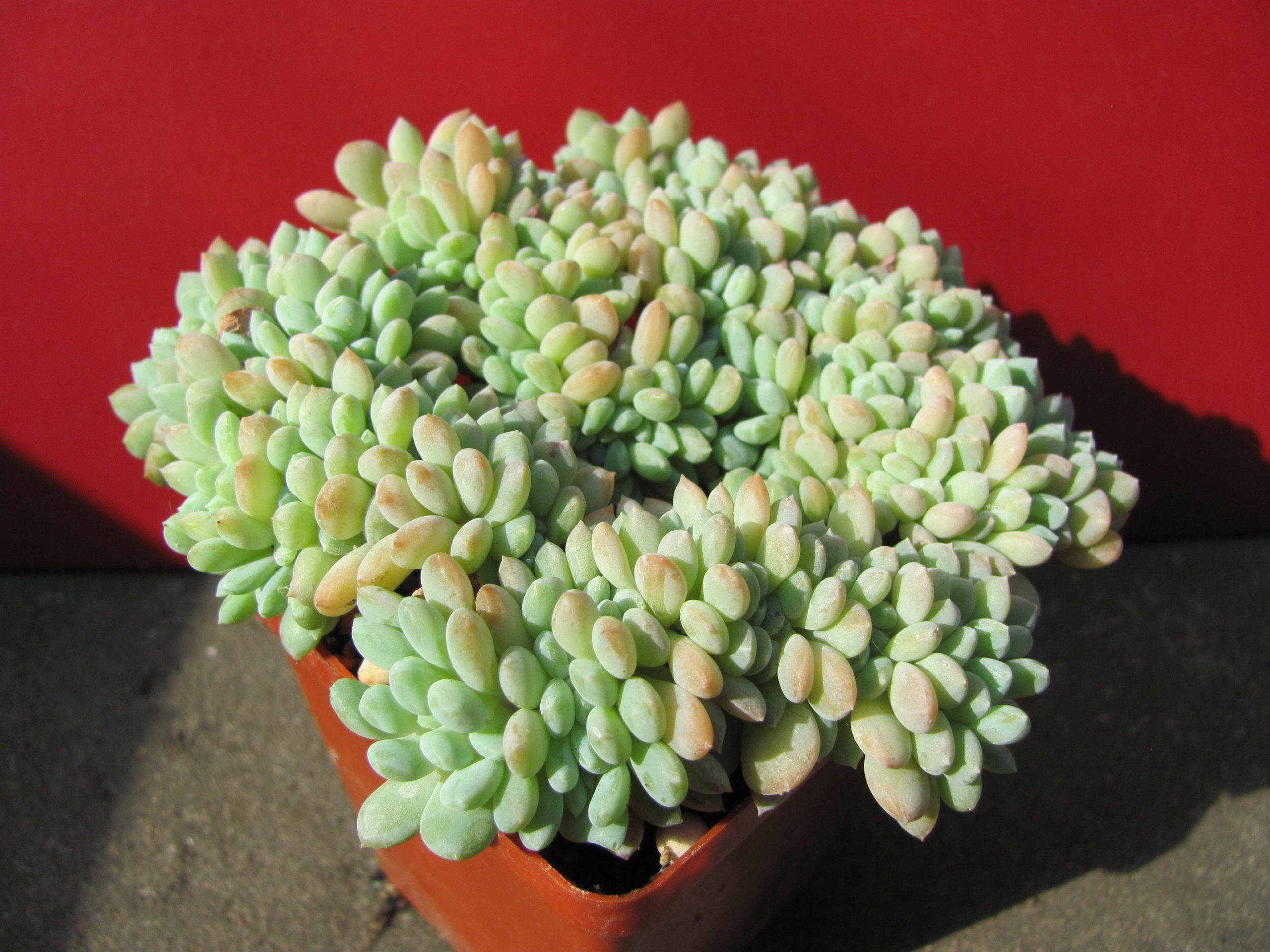 Echeveria     glauca   cristata