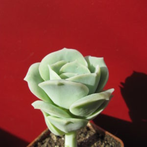 Echeveria     Lovely    Rose