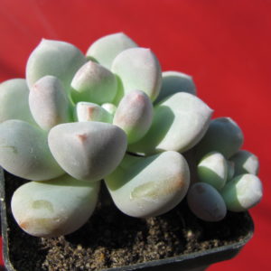 Pachyphytum    oviferum    hybr.       #100