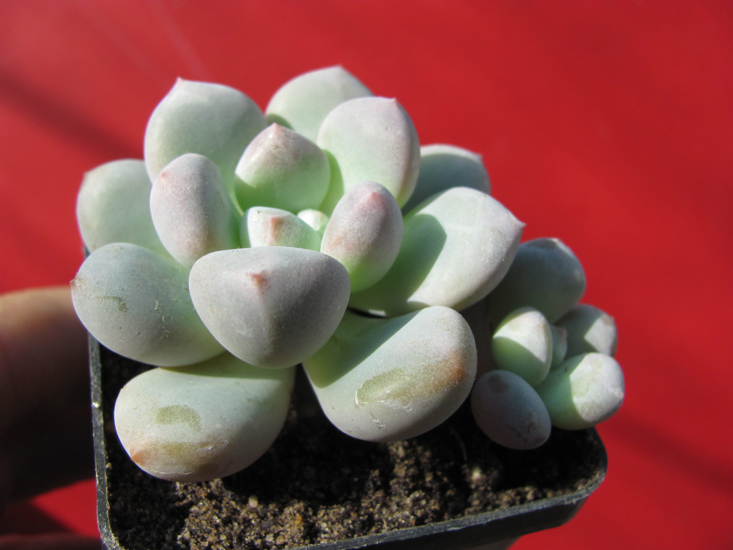 Pachyphytum    oviferum    hybr.       #100