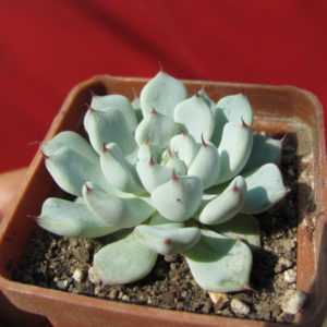 Echeveria      zaragoza