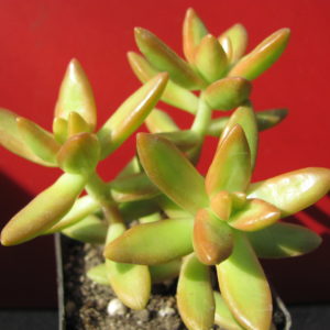 Sedum     nussbaumerianum