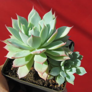 Echeveria