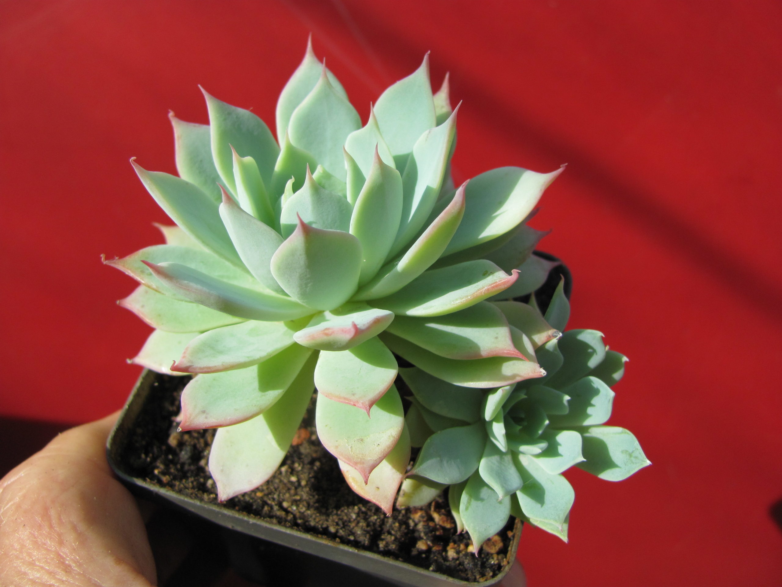 Echeveria