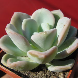 Echeveria    Orpet