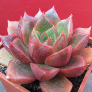 Echeveria     purpusorum    hybr.