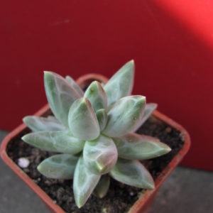 Pachyphytum    compactum    Blue
