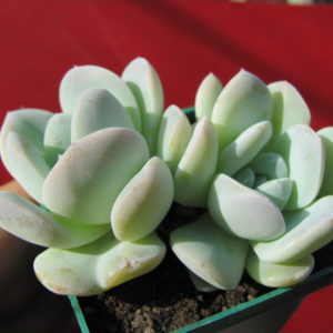 Echeveria      hybr.       #19