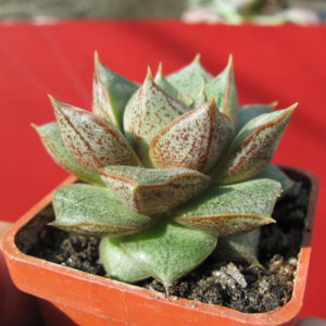 Echeveria   purpusorum    *White   Form*