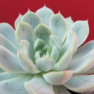 Echeveria   cuspidata    *Ellen*
