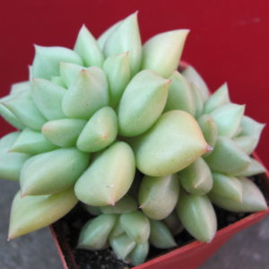 Echeveria    Van   Keppel