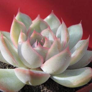 Echeveria     hybr.