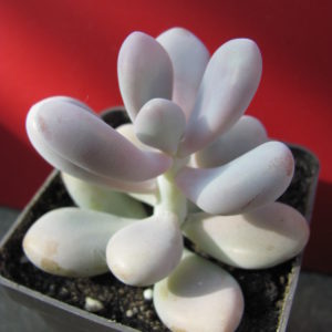 Pachyphytum   Pink