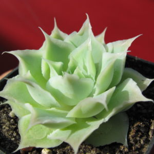 Echeveria    Laguna   Sanchez