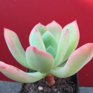Echeveria    pulvsnata   Ruby     hybr.