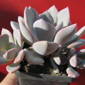 Echeveria    Debbie