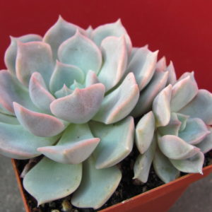 Echeveria    hybr.      #29