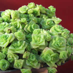 Crassula   socialis