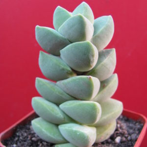 Crassula   munglow