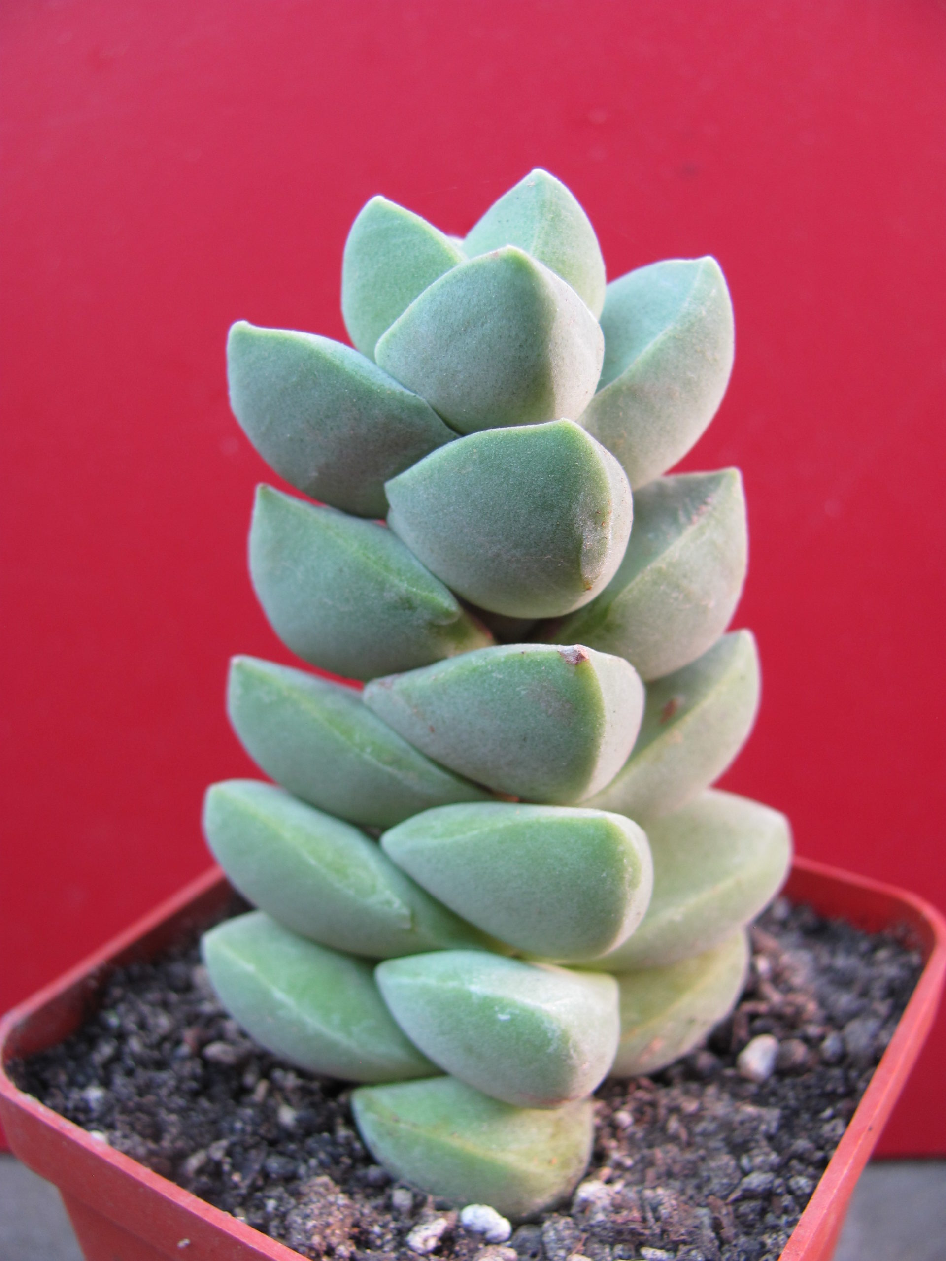 Crassula munglow